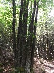 ntrada Ilice-20100905 066